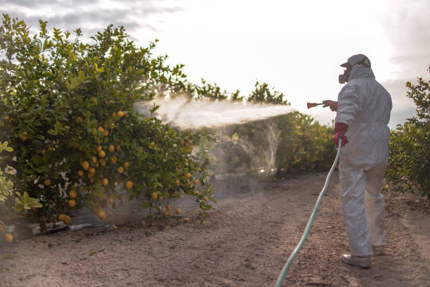 Best Bed Bug Extermination  in Midway North, TX